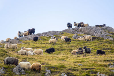 Sheep grazing on field