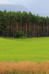 Trees on landscape