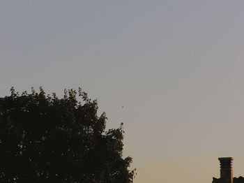 Low angle view of trees against clear sky