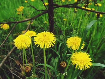 Close-up of yellow flowering plant on field