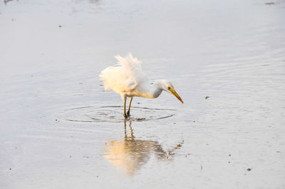 High angle view of bird on lake