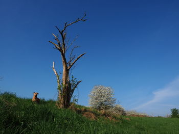 Bare tree on field against clear blue sky