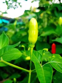 Close-up of fresh green plant against blurred background