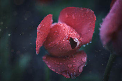 Close-up of wet red tulip in rainy season