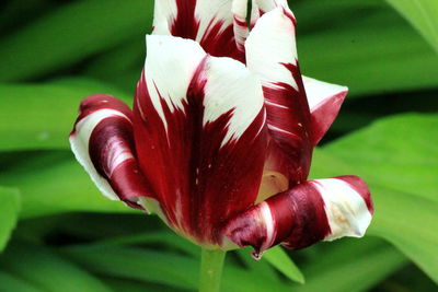 Close-up of day lily blooming outdoors