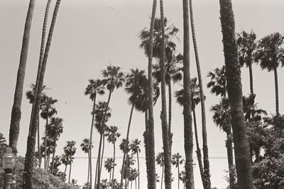 Low angle view of palm trees against sky