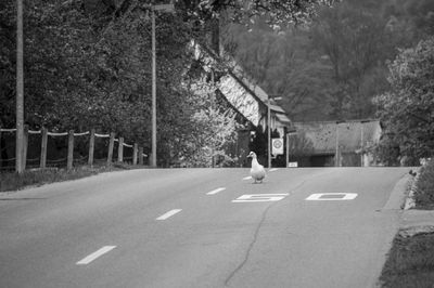 View of two people crossing road