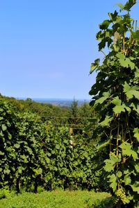 Scenic view of agricultural field against clear sky