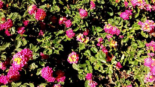 Pink flowers blooming in garden