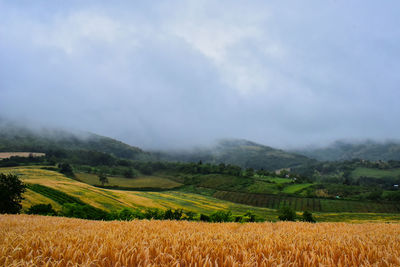 Scenic view of agricultural field against sky