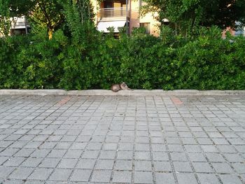 View of a cat on footpath