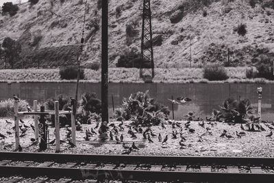 Plants by railroad tracks by lake