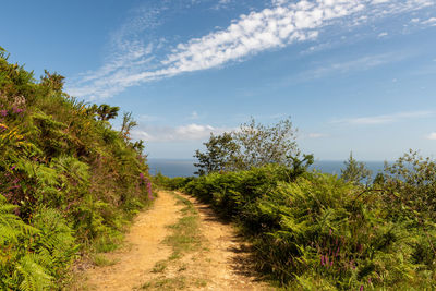 Footpath amidst plants and trees against sky