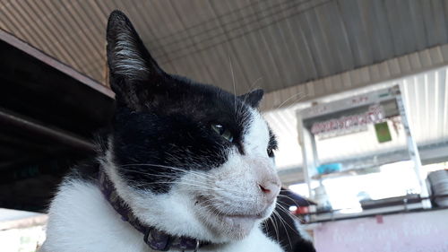 Close-up of a cat looking away