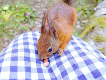 Squirrel on tablecloth