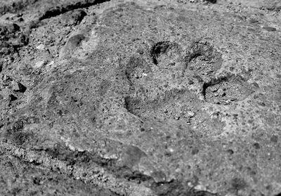 High angle view of a horse on sand