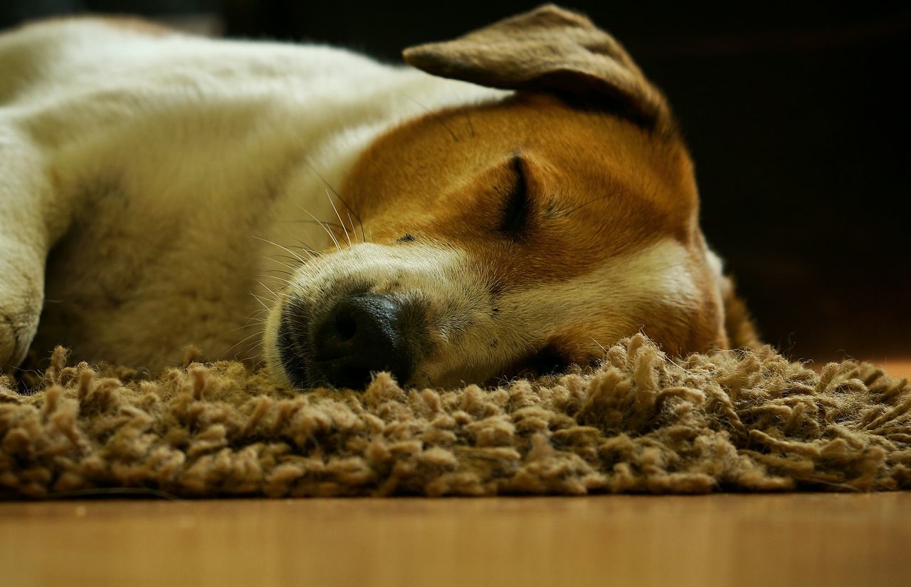 animal themes, mammal, one animal, domestic animals, indoors, close-up, sleeping, animal head, relaxation, focus on foreground, pets, animal body part, resting, eyes closed, no people, lying down, dog, selective focus, young animal, animal hair