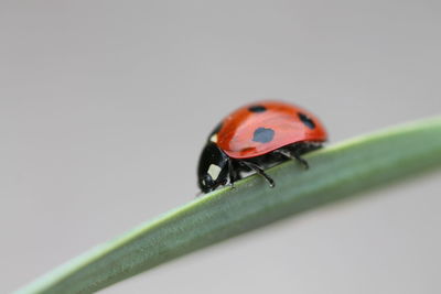 Close-up of ladybug on leaf