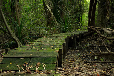 Plants and trees in forest