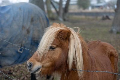 Horse in a field