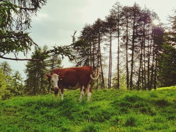 Cow standing in a field