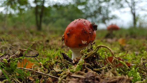 Close-up of mushroom growing on field