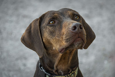 Close-up of dog