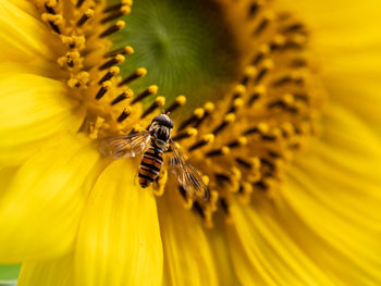 Extreme close-up of bee pollinating on flower