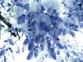 Close-up of purple flowering plant