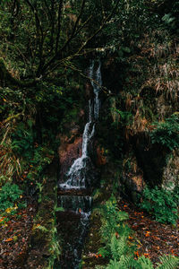 View of waterfall in forest