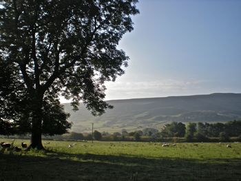 View of trees on field against sky