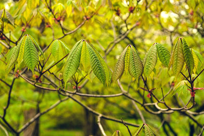 Close-up of green leaves on tree