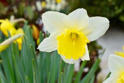 Close-up of white daffodil