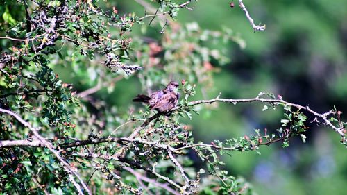 Bird perching on a tree