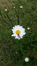 High angle view of white flower blooming outdoors