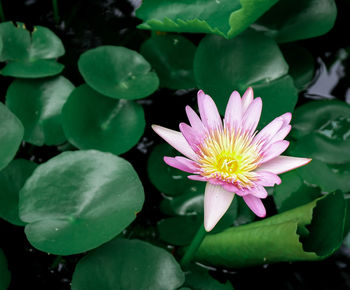 Close-up of lotus water lily in pond