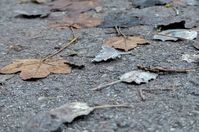 High angle view of maple leaves on street