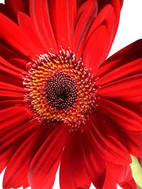 Close-up of red flower blooming outdoors