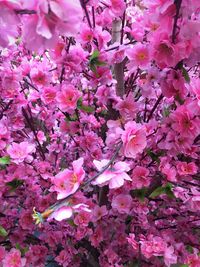 Full frame shot of pink flowers on tree