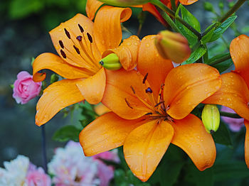 Close-up of orange flowering plant