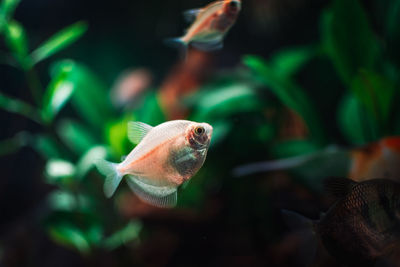 Close-up of fish swimming in aquarium