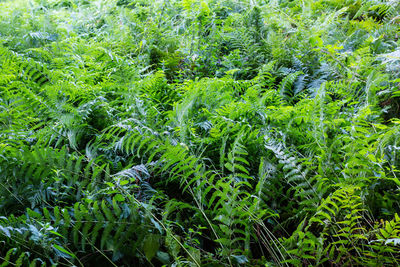 Full frame shot of plants