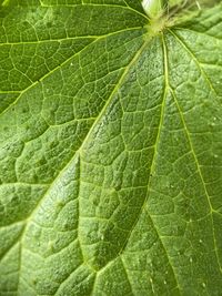 Full frame shot of wet leaf