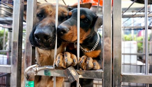 Close-up of dogs in cage