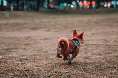 Dog looking away on field