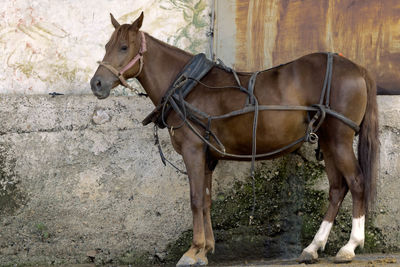 Horse standing against wall