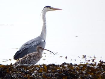 High angle view of gray heron perching