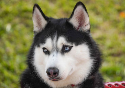 Close-up portrait of a dog