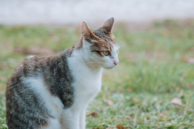 Cat looking away on field