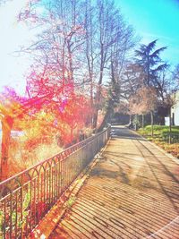 Bare trees in park